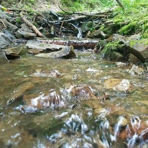 Meet your Posher, Elise